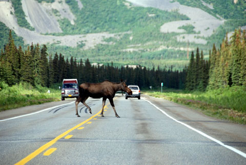 Bild18: Moose on the road