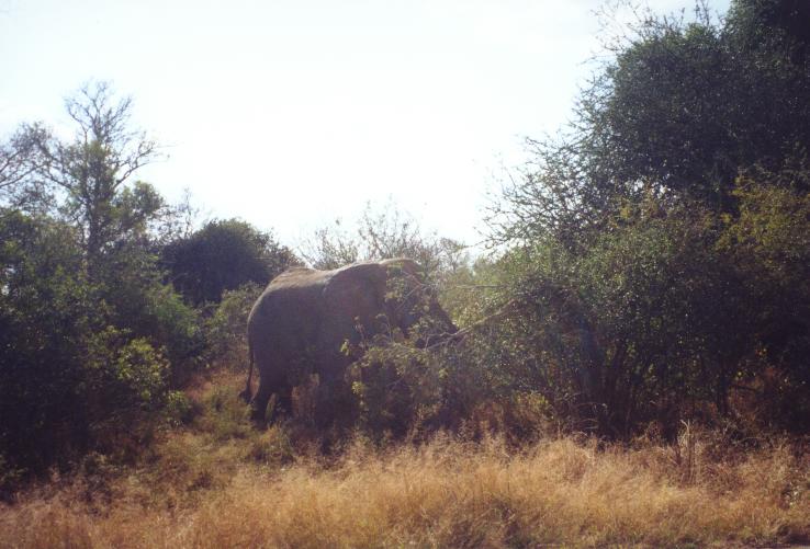 Sa0-328: Der Elefanten-Bulle
