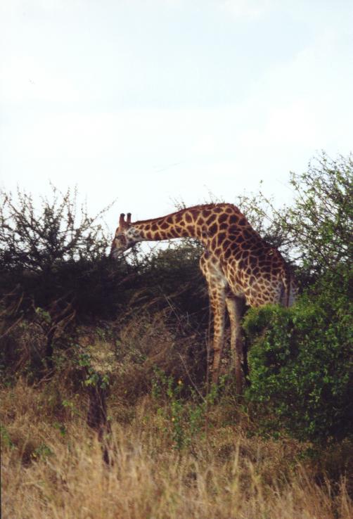 Sa0-335: Gigantische Giraffen fressen die Akazien ab