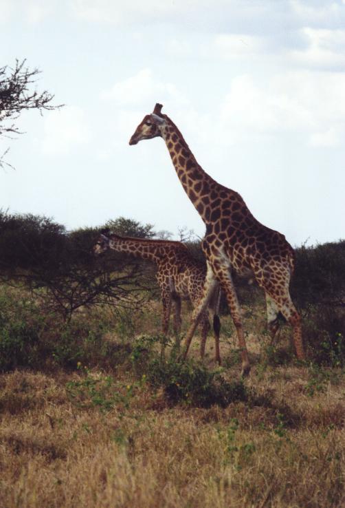 Sa0-336: Giraffen im Krger NP