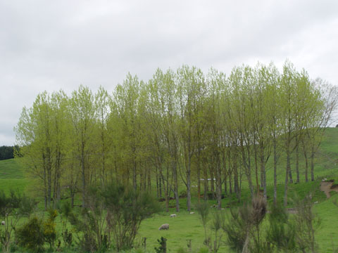 Bild172: Saftig grne Wiesen