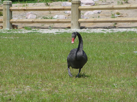 Bild179: Black Swan
