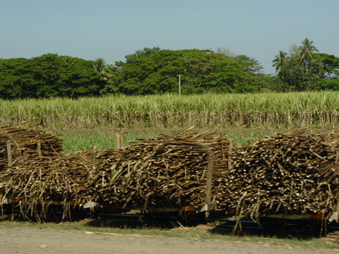 Bild277: Sugar cane