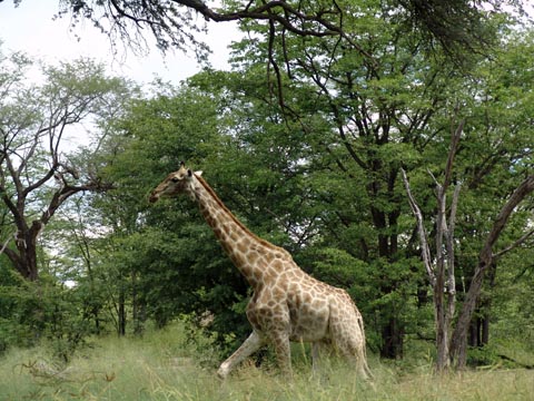 Bild23: Die erste Giraffe