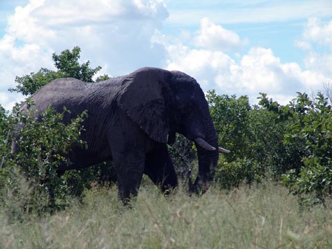 Bild53: Es gibt Elefanten in Botswana !