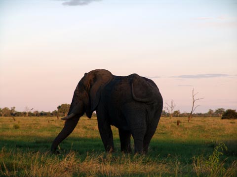 Bild73: Elefanten am Abend