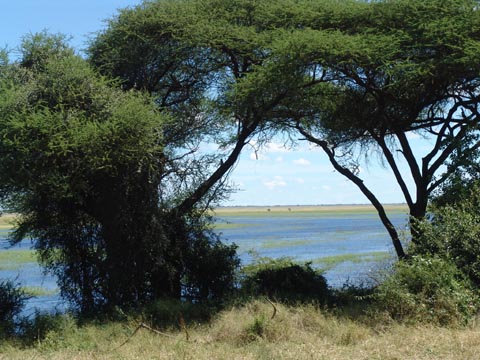 Bild101: Blick zum Chobe River