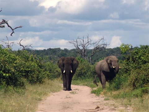 Bild113: Eingekesselt von Elefanten