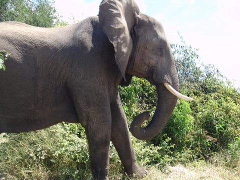 Bild111: Elefanten berall !