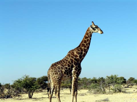 Bild38: Begrung durch die Giraffe