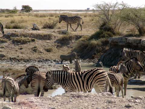 Bild41: Zebras mit Warzenschwein