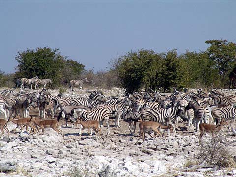 Bild55: Zebras ohne Ende !