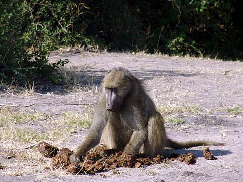 Bild90: Einsames Baboon-Männchen