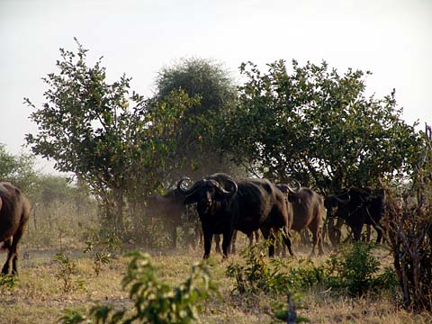 Bild98: Buffalo-Herden