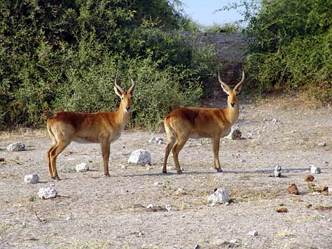 Bild99: Puku-Antilopen