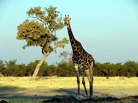 Bild120: Erstaunte Giraffe !