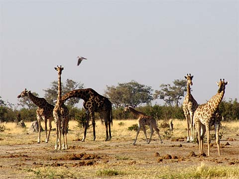 Bild125: Giraffen-Baby