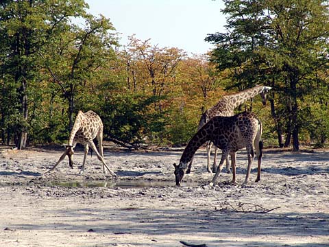 Bild135: Giraffen-Bar