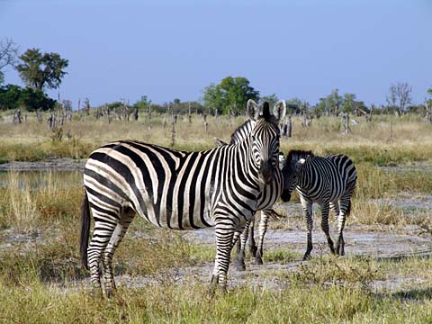 Bild137: Zebras - streiftes Löwenfutter