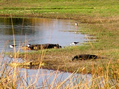 Bild138: Krokodile in der Mittagssonne