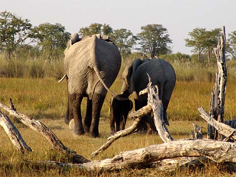 Bild148: Drei Elefantenärsche