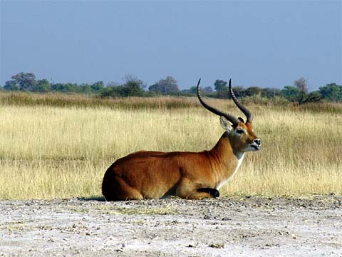 Bild150: Schöner Puku-Antilopenbock