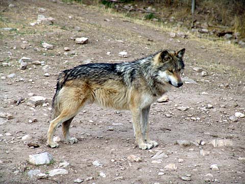 Bild30: Mexikanischer Steppenwolf