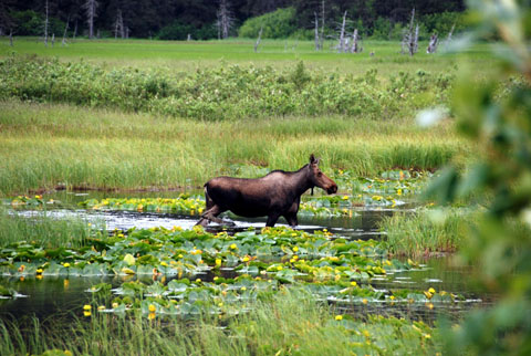 Bild15: First Moose in Alaska