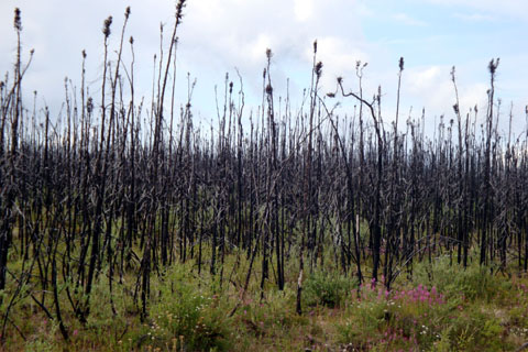 Bild33: Verbrannter Wald