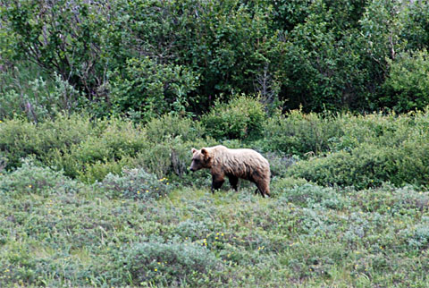 Bild24: Grizzly Bär