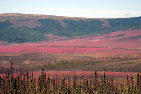 Bild29: Fireweeds blühen in Alaska im Sommer